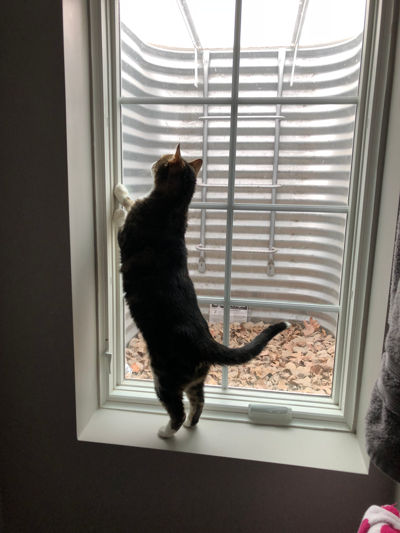 Kitteh looking for more bunnies now